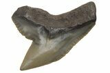 Fossil Tiger Shark (Galeocerdo) Tooth #212036-1